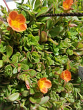 Coral Pink Purslane Cuttings - Single Flower Variety - Portulaca oleracea