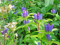 Gentian Seeds - 301+ Count - Perennial Native Wildflower for Shade Garden - Gentiana spp.