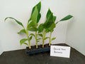 Grand Nain Banana Plants 4-Pack Starter Musa acuminata 4-10 Inches Tall