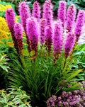 Prairie Blazing Star Seeds - 100+ Thick-Spike Gayfeather Wildflower - Liatris pycnostachya - Native to USA