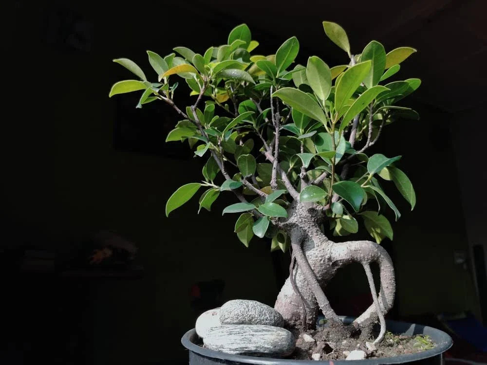 Weeping Fig Bonsai Tree Seeds - 30 Count - Ficus benjamina - Indoor Plant Seeds for Gardening
