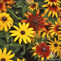 Gloriosa Mix Rudbeckia Seeds - 200+ Pack for Garden Planting - USA Grown - Free Shipping
