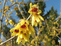 Wintersweet Seeds - Chimonanthus praecox - 10 Pack - Fragrant Yellow Flowers - Ships from Iowa, USA