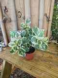 XL Variegated Peperomia Plant 4" Marble Rubber Spoonleaf Green and White Peperomia obtusifolia