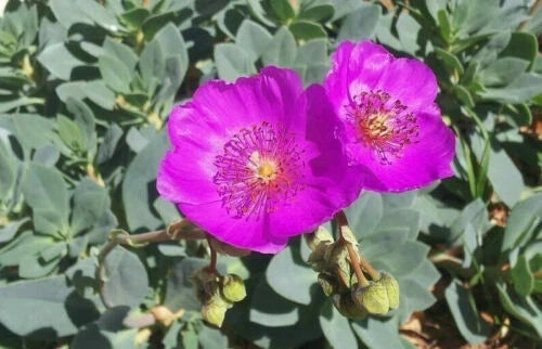 5 x Rock Purslane Cuttings - 3" Unrooted - Calandrinia Spectabilis - Succulent Plant Propagation