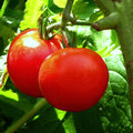 Tomato Seeds - Bonny Best Scarlet - Slicer Variety - Set of 40+ Seeds - Solanum lycopersicum - Non-California Shipping
