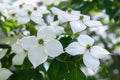 Flowering Kousa Dogwood Seeds for Planting - Cornus kousa - Hardy, Ornamental, Fast-Growing, White Flowers