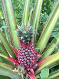 Red Spanish Pineapple Seeds - 15+ Pack for Garden Planting - Ananas comosus - USA Grown, Free Shipping