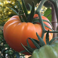 Kellogg's Breakfast Tomato Seeds - 120+ Heirloom Organic Non-GMO - Rare Variety