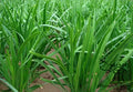 Garlic Chives Live Plant Bare Root 10+ Pack, Organic NON-GMO Perennial Herb (Allium tuberosum)