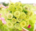Zinnia Seeds for Planting 100 Seeds Green Envy Zinnia elegans
