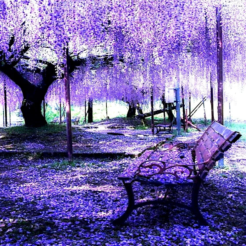 Chinese Wisteria Tree Seeds - 5 Pack, Fast Climbing Flower Vine, Cold Hardy Bonsai Plant, Wisteria sinensis