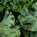 Dwarf Siberian Kale Seeds 4000 Non-GMO Cold Hardy Vegetable Seeds (Brassica napus)