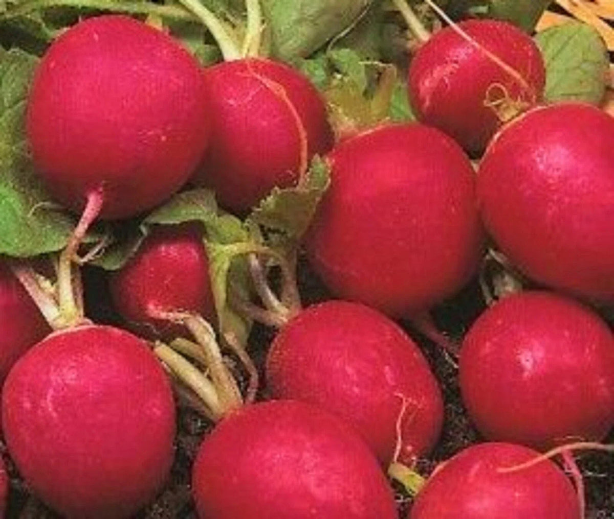 Crimson Radish Seeds - 100+ Non-GMO Seeds for Garden Planting - Raphanus sativus
