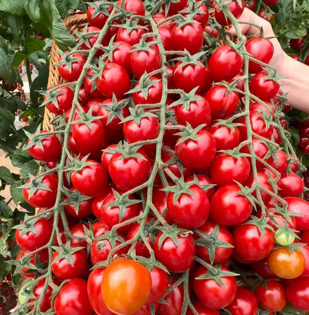 Waterfall Tomato Seeds - 100+ Heirloom Organic Sweet Variety - High Yield - Rare Solanum lycopersicum