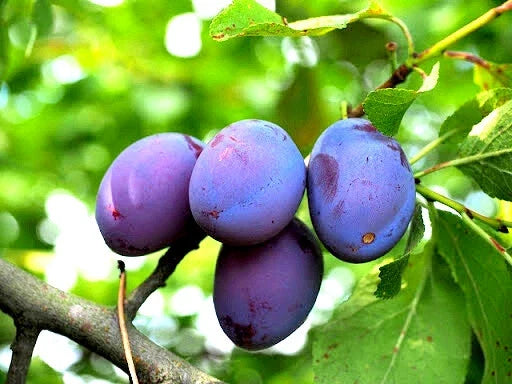 Damson Blue Plum Tree Cuttings - 10 Unrooted Organic Propagation Cuttings - Prunus Domestica