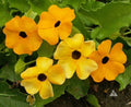 Black Eyed Susan Vine Seeds - Mixed Colors, Tender Perennial, Non-GMO, 50 Seeds, Ideal for Pollinators
