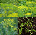Dill Seeds Mix - Dukat, Bouquet & Mammoth - Non-GMO - 500 Seeds - Butterfly Host Plant - Anethum graveolens