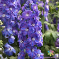 Delphinium Seeds - 200+ Guardian Lavender - Flower Seeds for Garden - Delphinium elatum