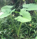 Colocasia 'Thai Giant' Elephant Ear Bare Root 19" Plant