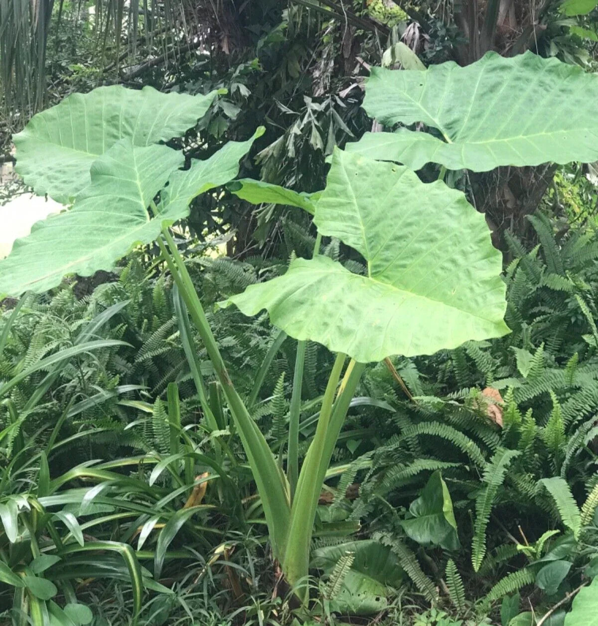 Colocasia 'Thai Giant' Elephant Ear Bare Root 19" Plant