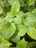 LOLOT TEXAS Live Plant Set of 3 - Lá lốt (Piper lolot) - Fresh Culinary Herb for Cooking and Gardening