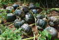 Organic Buttercup Winter Squash Seeds - 10 Seeds - Cucurbita maxima - USA Grown