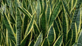 Rooted Sansevieria Snake Plant - Mother-in-Law's Tongue - Air Purifying, Dracaena trifasciata