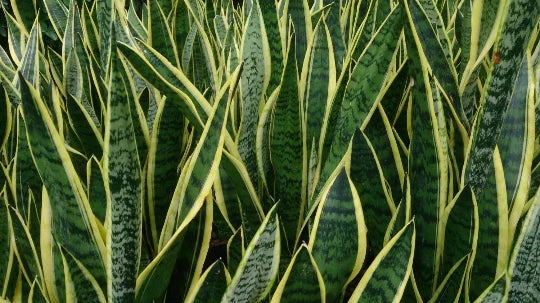 Rooted Sansevieria Snake Plant - Mother-in-Law's Tongue - Air Purifying, Dracaena trifasciata