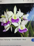 1 Cattleya Orchid Plant with 2 Stem Bare Root Hawaiian Stars - Cattleya spp.