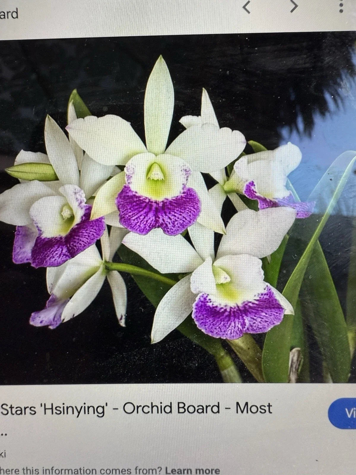 1 Cattleya Orchid Plant with 2 Stem Bare Root Hawaiian Stars - Cattleya spp.