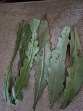 Epiphyllum Orchid Cactus Cuttings (6) Live Plant White and Pink, Crenatus Variety