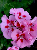 Geranium Live Plant, 8 Inches Tall, Baby Pink with Bright Red Center, Perennial (Pelargonium)