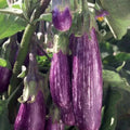 Galaxy of Stars Eggplant Seeds - Organic 40 Count - USA Grown - Non-GMO, Heirloom Variety