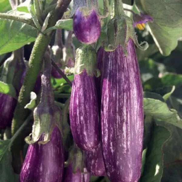 Galaxy of Stars Eggplant Seeds - Organic 40 Count - USA Grown - Non-GMO, Heirloom Variety