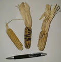 Tom Thumb Corn Seeds - 50 Seeds - Tiny Tim Indian Corn, Small Ears, Zea mays
