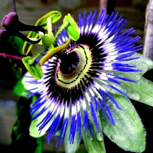 Blue Passion Flower Seeds - Climber Vine - Passiflora caerulea - Attracts Hummingbirds & Butterflies