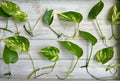 Single Leaf Pothos Cuttings - 20 Count - Good Roots - Epipremnum aureum