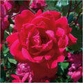 Knock Out Red Rose Bush Cuttings - 3 Unrooted 6" Live Flower Plants - Rosa 'Knock Out'
