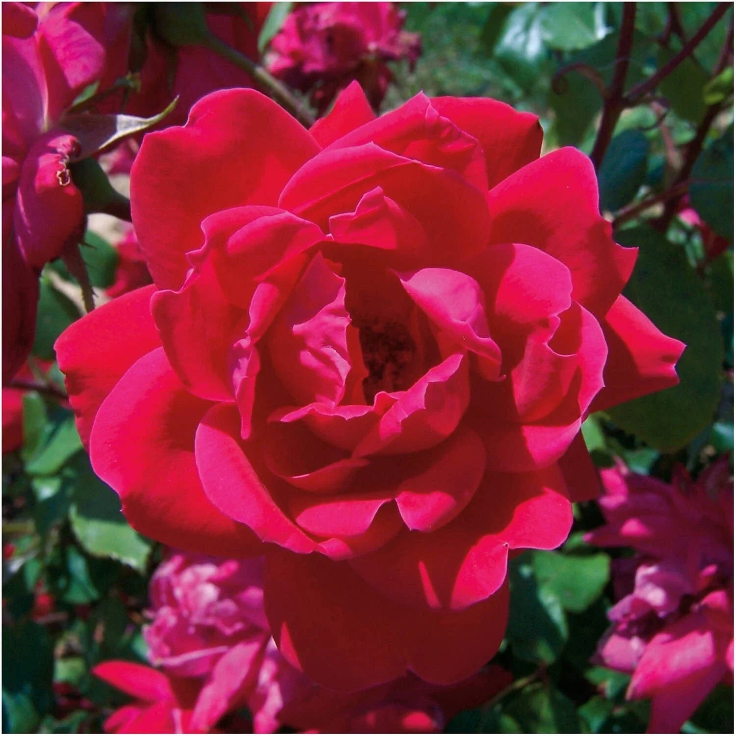 Knock Out Red Rose Bush Cuttings - 3 Unrooted 6" Live Flower Plants - Rosa 'Knock Out'