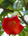 Red Angel Trumpet Seeds - 10 Count - Fragrant Shrub Flowers - Brugmansia spp. - US Seller