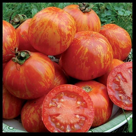 Red Zebra Tomato Seeds - 10 to 100 Count - Rare Colorful Heirloom Variety - Solanum lycopersicum