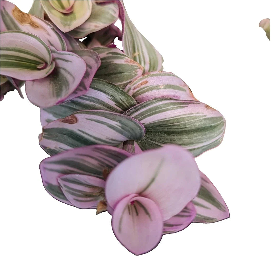 Tradescantia Nanouk Cuttings - Lilac Wandering Jew Plant in 2" or 4" Pot - Easy Care Houseplant for Home Decor