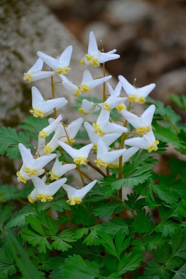Dutchman Breeches Bulbs Bareroot Dicentra Cucularia for Garden Planting