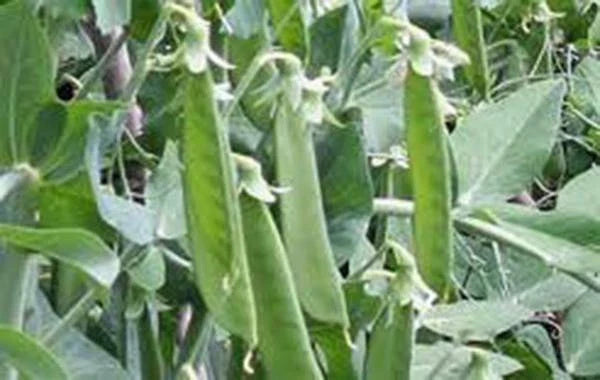 Lincoln Pea Seeds, Heirloom Non-GMO, 500+ Seeds, Perfect for Garden Planting, Pisum sativum