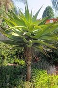 Aloe Spectabilis Seeds - 30 Pack for Planting - Succulent Seeds - Rare Aloe Variety