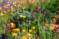 Wildflower Mix Seeds - North American Wildflower Blend - Fresh Seed for Garden Planting