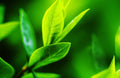 Tea Tree Seeds - 12 Seeds of Camellia Sinensis - Herb Seeds for Planting