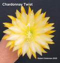 Epiphyllum 'Chardonnay Twist' Unrooted Cutting - Rare Orchid Cactus - Unique Succulent Plant for Propagation