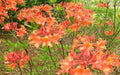 Aromi Azalea Starter Plant - Mauve Gold Variety, Rhododendron Deciduous - May Be Dormant